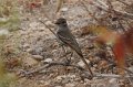 Ash-throated Flycatcher 